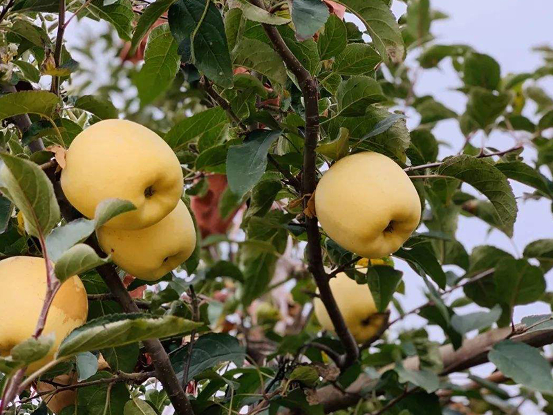  新疆地区能否种植维纳斯黄金苹果苗？
