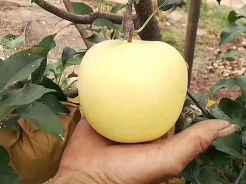 维纳斯黄金苹果苗好种吗？